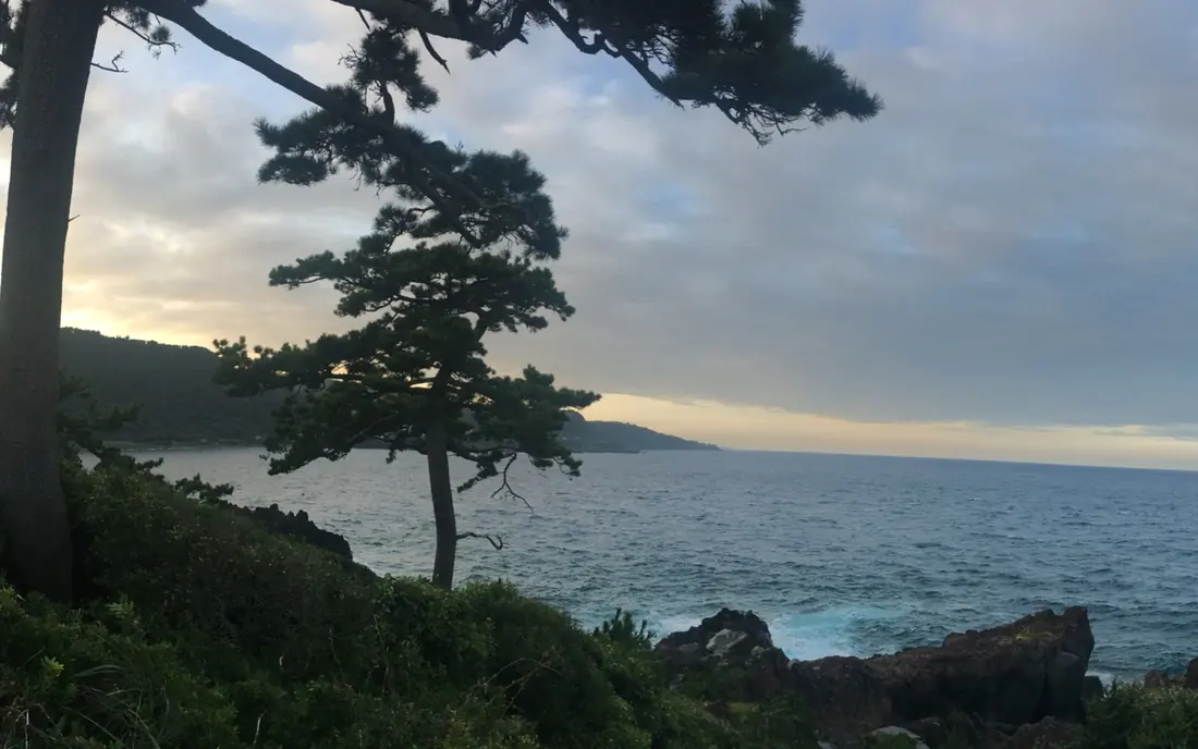 Pines above the rocky coast of the Izu peninsula at dusk