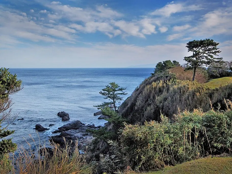 The clifftop at Kawana, pines above the Pacific